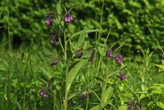 Symphytum officinaleGewone smeerwortel bestellen